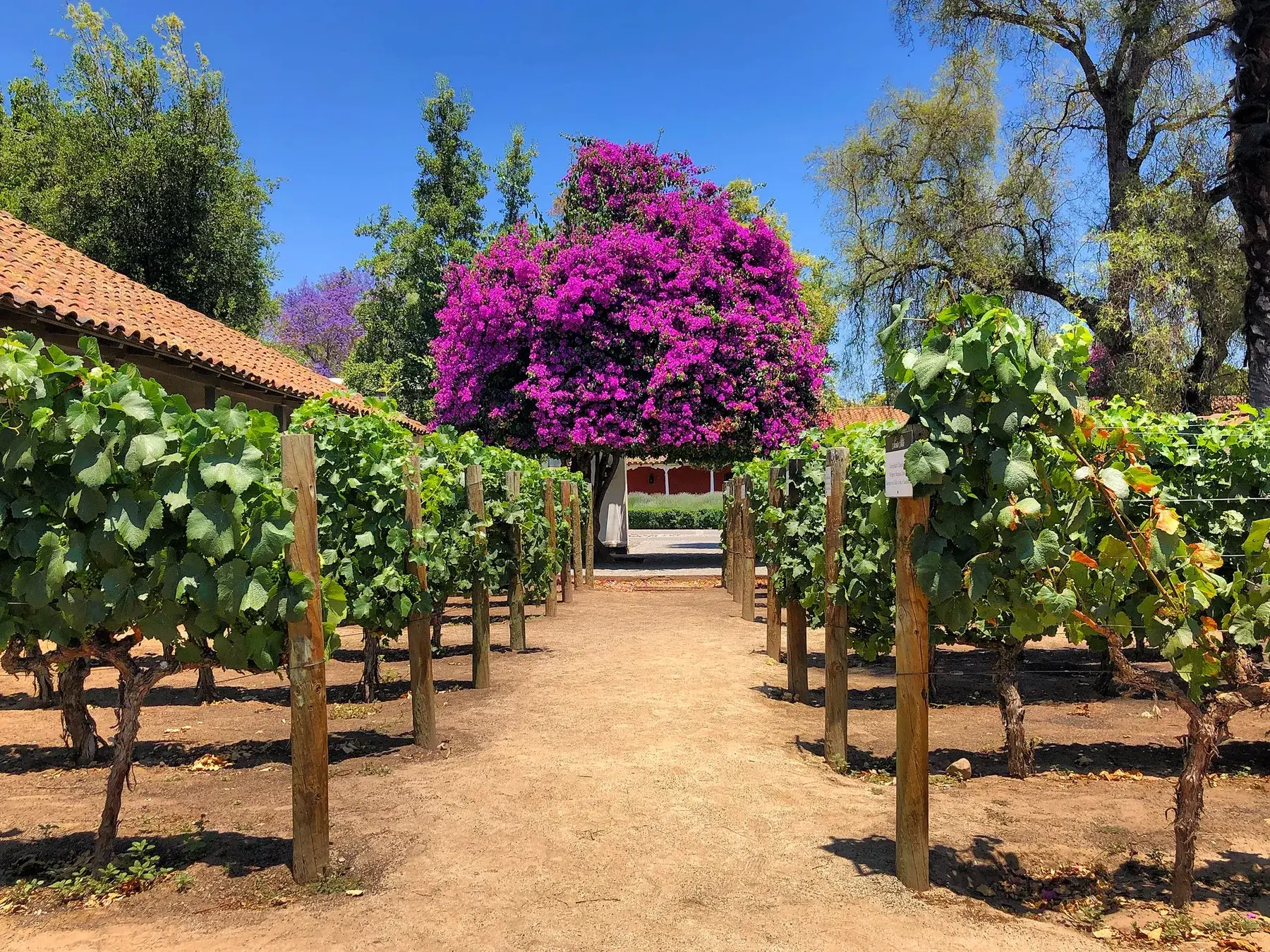 Vineyard rows and bougainvillea at Viña Santa Rita