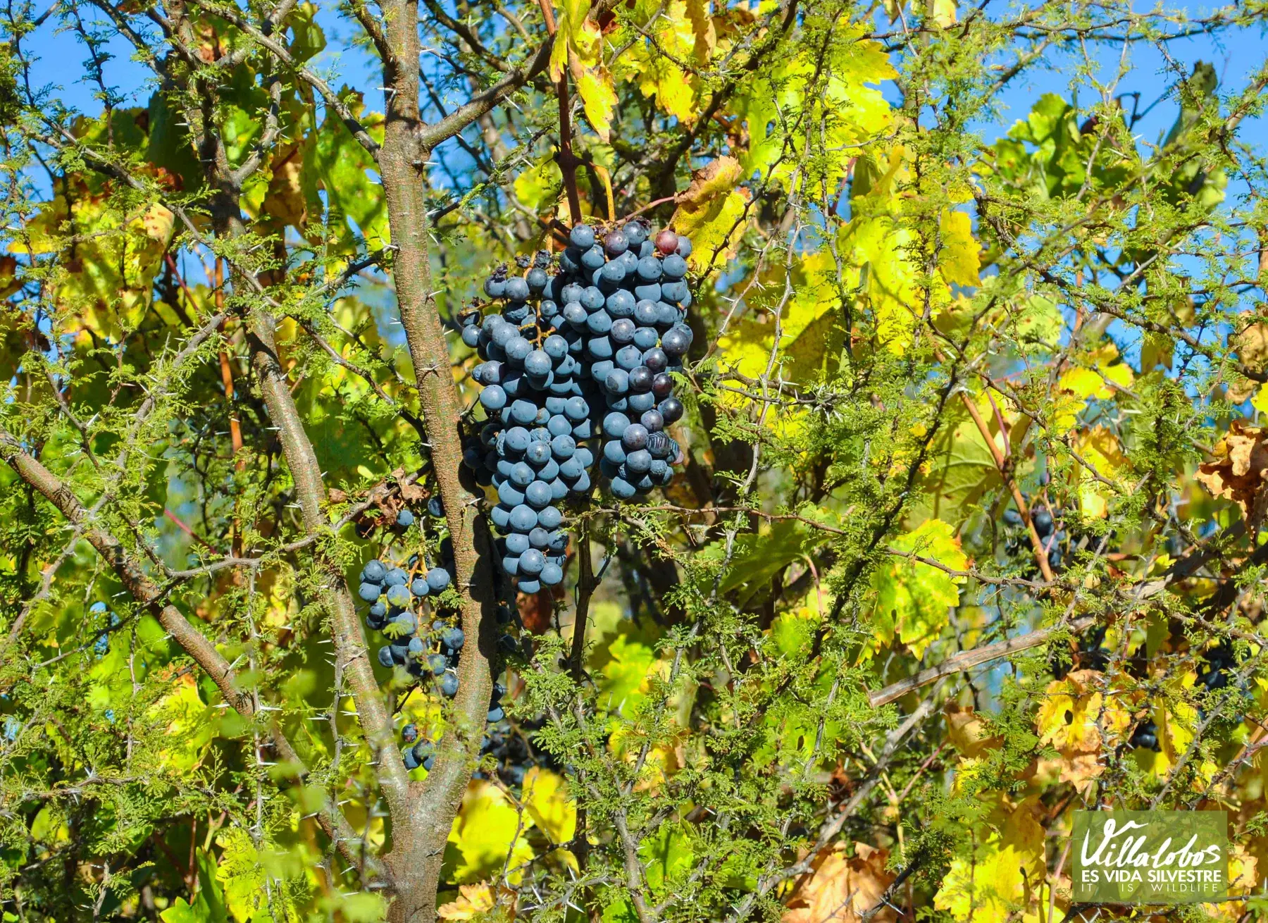 Vines growing among vegetation at the Villalobos wild vineyard