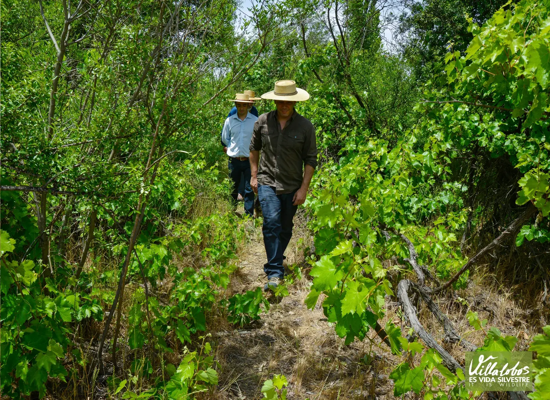The wild Villalobos vineyard in Colchagua